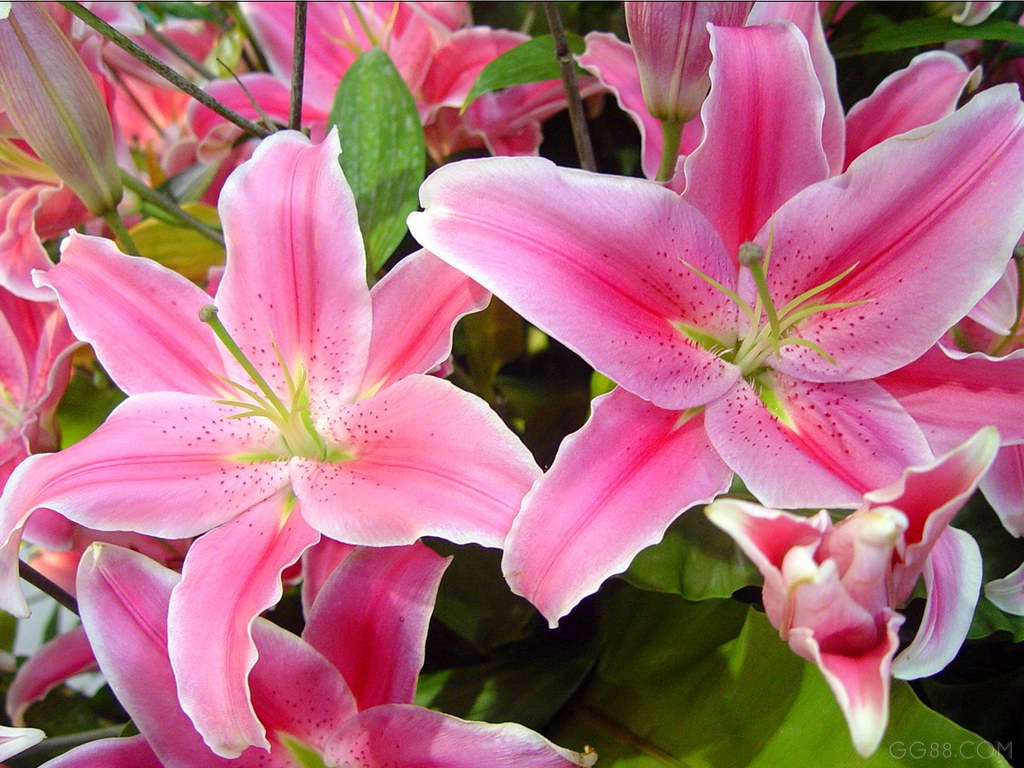 Hoa lụa, hoa giả Uyên shop, Cách trồng hoa ly nghệ thuật