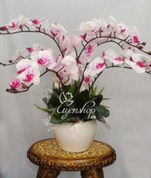 Hoa lụa, hoa giả Uyên shop, Chậu Lan Đốm