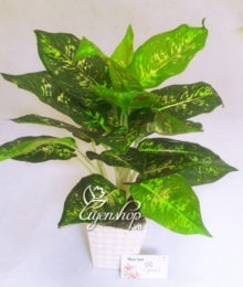 Hoa lụa, hoa giả Uyên shop, Cây vạn niên thanh