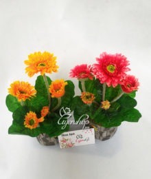 Hoa lụa, hoa giả Uyên shop, Cây đồng tiền