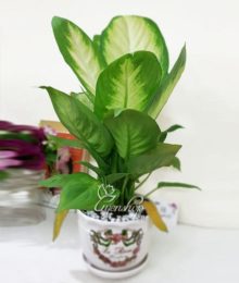 Hoa lụa, hoa giả Uyên shop, Cây vạn niên thanh