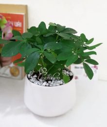 Hoa lụa, hoa giả Uyên shop, Cây ngũ gia bì