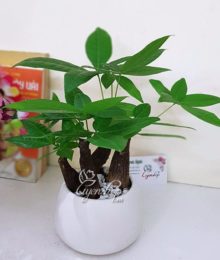 Hoa lụa, hoa giả Uyên shop, Kim Ngân Thủy Sinh