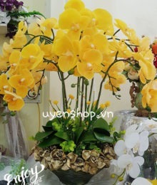 Hoa lụa, hoa giả Uyên shop, Chậu Lan Vàng cao cấp