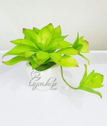 Hoa lụa, hoa giả Uyên shop, Cây sen đá xinh