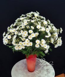 Hoa lụa, hoa giả Uyên shop, Bình Cúc Họa Mi Đẹp