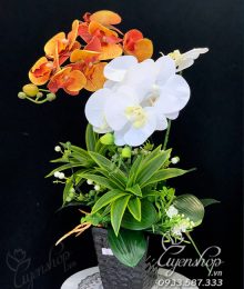 Hoa lụa, hoa giả Uyên shop, Chậu Lan Hồ Điệp Trắng Cam