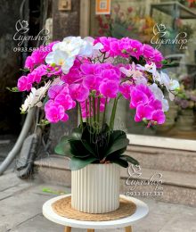 Hoa lụa, hoa giả Uyên shop, Chậu Lan Hồ ĐiệpTrắng Tím