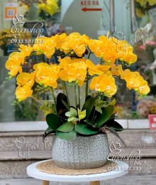 Hoa lụa, hoa giả Uyên shop, Chậu Lan Hồ Điệp Vàng