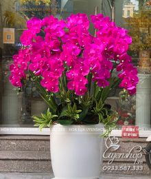 Hoa lụa, hoa giả Uyên shop, Chậu Lan tím lớn