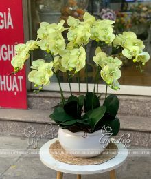 Hoa lụa, hoa giả Uyên shop, Chậu Lan Màu Xanh Cốm