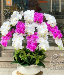 Hoa lụa, hoa giả Uyên shop, Chậu Lan Hồ Điệp Phòng Khách