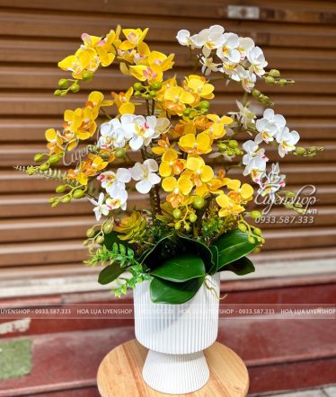 Bình Lan Tiểu Hồ Điệp Tone Vàng Bình Lan Tiểu Hồ Điệp Tone Vàng - Uyên Shop
